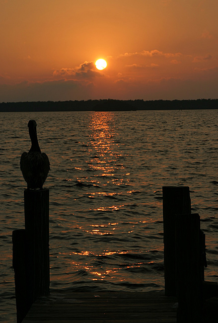 Even Pelicans Enjoy Sunsets von Rainer Pflips
