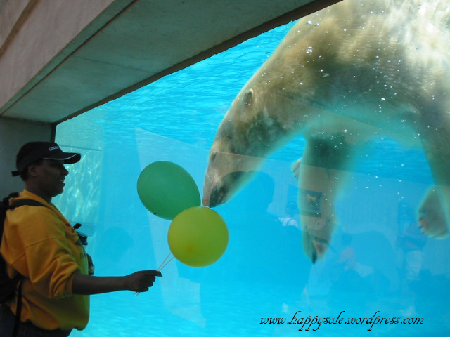 Even Polar Bears think balloons are pretty