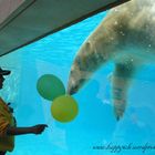 Even Polar Bears think balloons are pretty