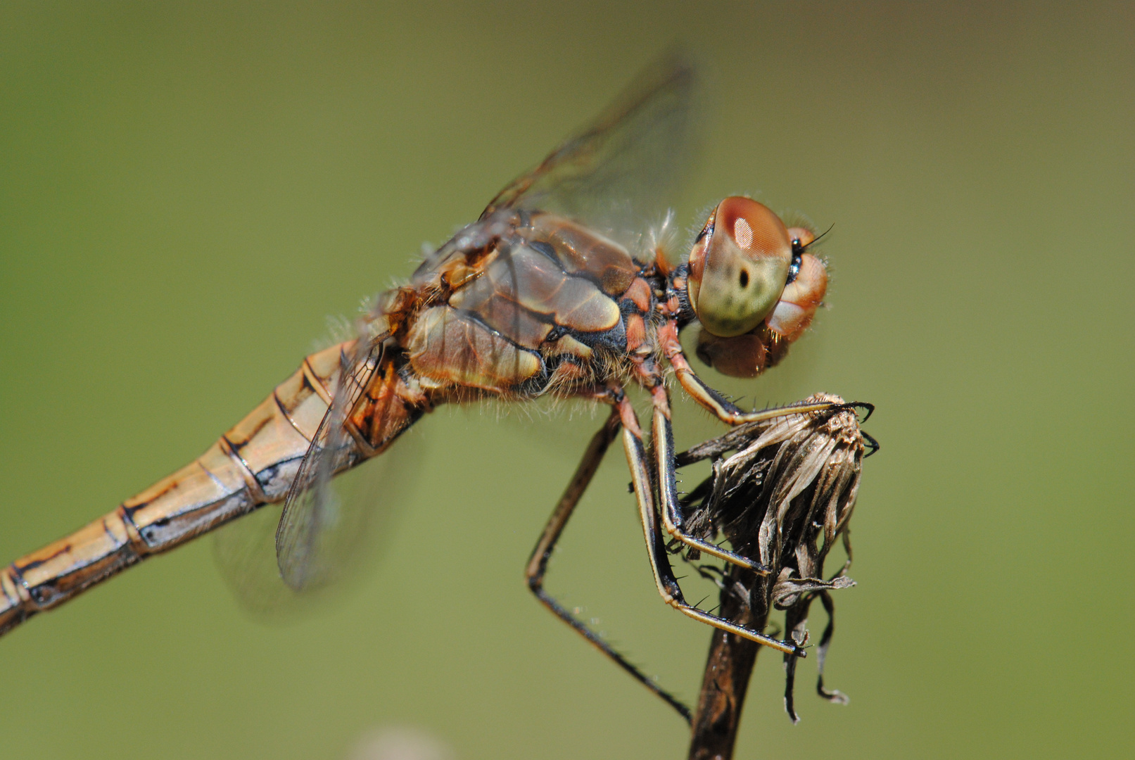 ~ Even Prettier Than The Others ~ (Sympetrum vulgatum)