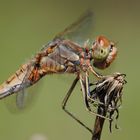 ~ Even Prettier Than The Others ~ (Sympetrum vulgatum)