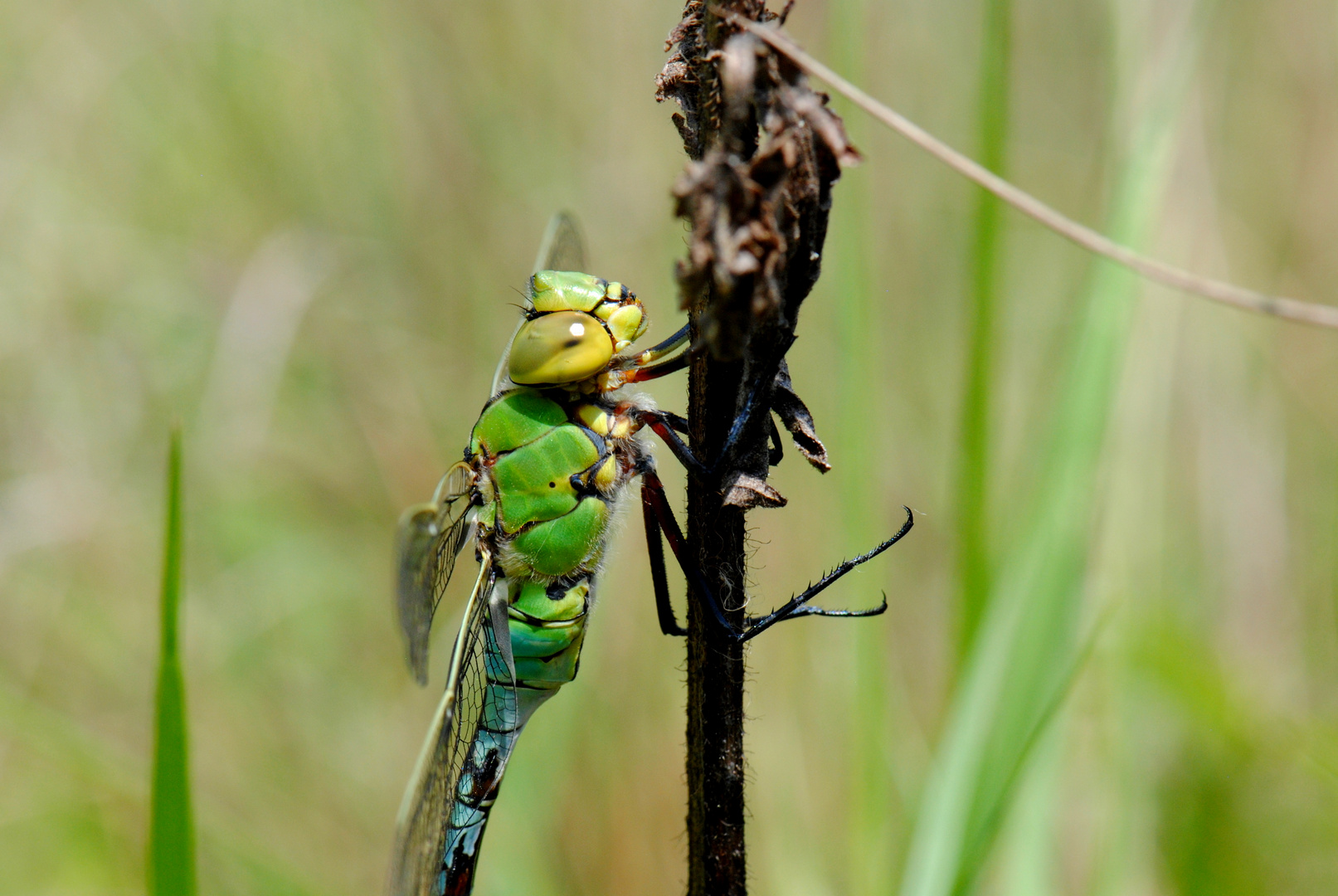 ~ Even Too Hot For The King ~ (Anax imperator)