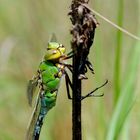 ~ Even Too Hot For The King ~ (Anax imperator)