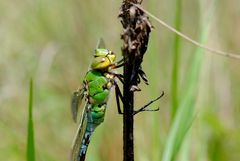 ~ Even Too Hot For The King ~ (Anax imperator)