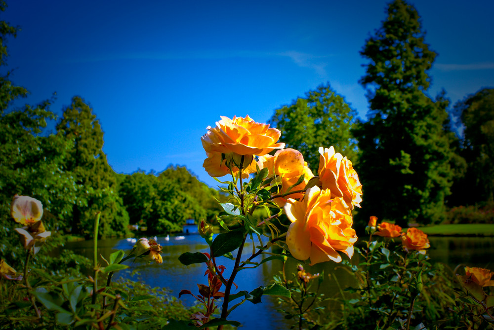 Evening at Rosen Garten