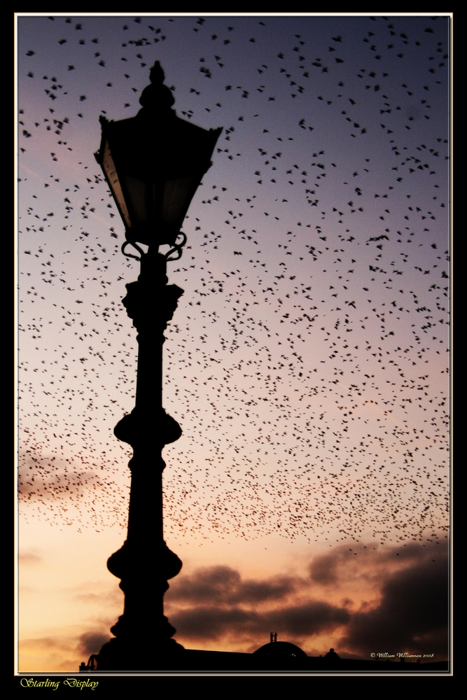 Evening Display