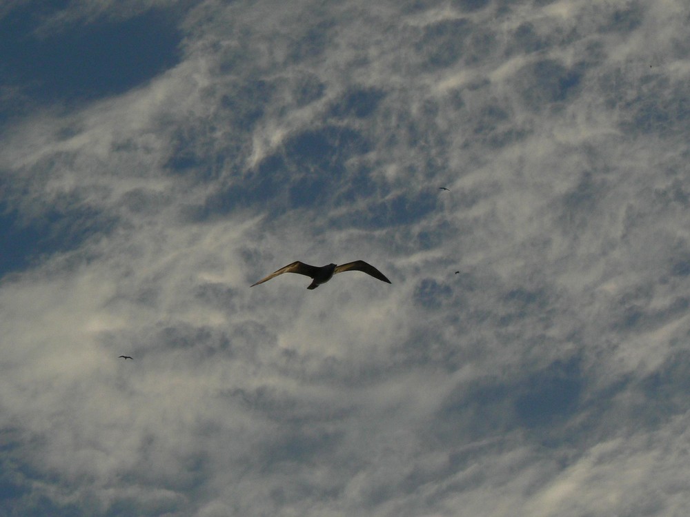 Evening flight