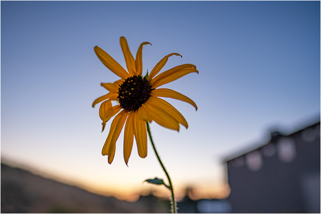 Evening Flower 