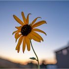 Evening Flower 