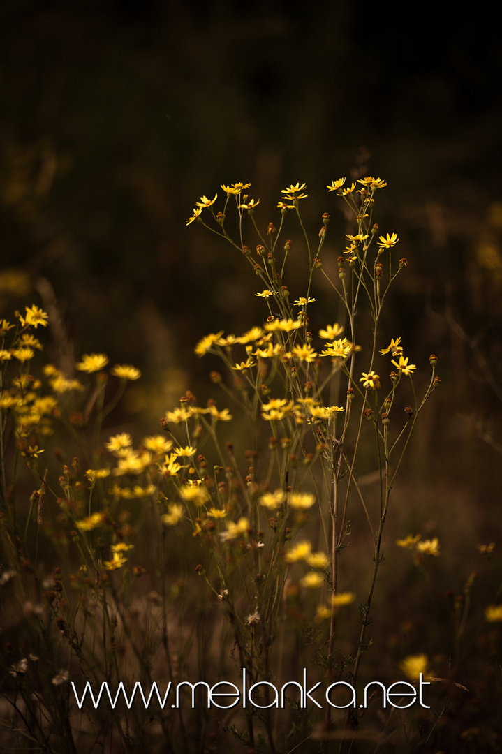 Evening Flowers