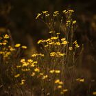 Evening Flowers