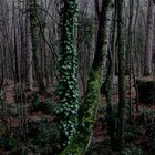 Evening forest in Yalta mountains