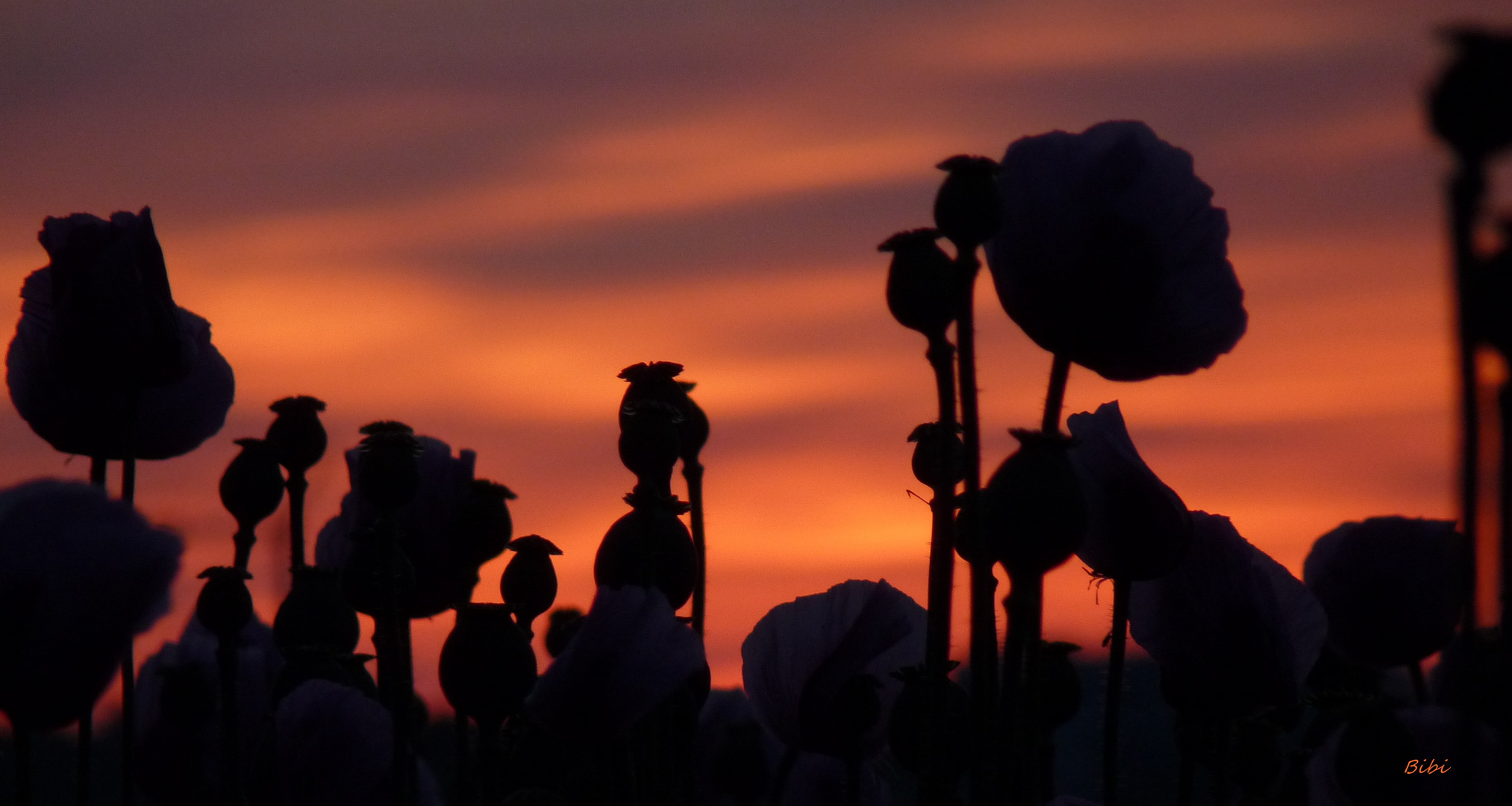 *evening glow poppies*