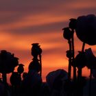 *evening glow poppies*