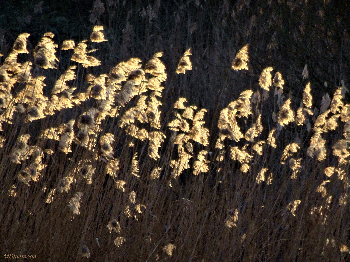 evening grasses