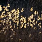 evening grasses