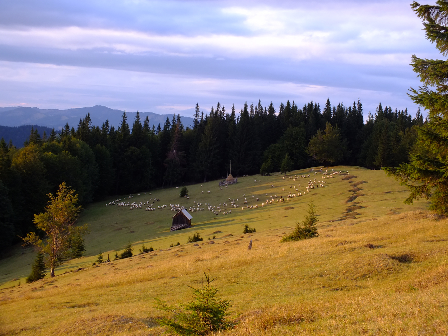 Evening grazing :)