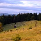 Evening grazing :)