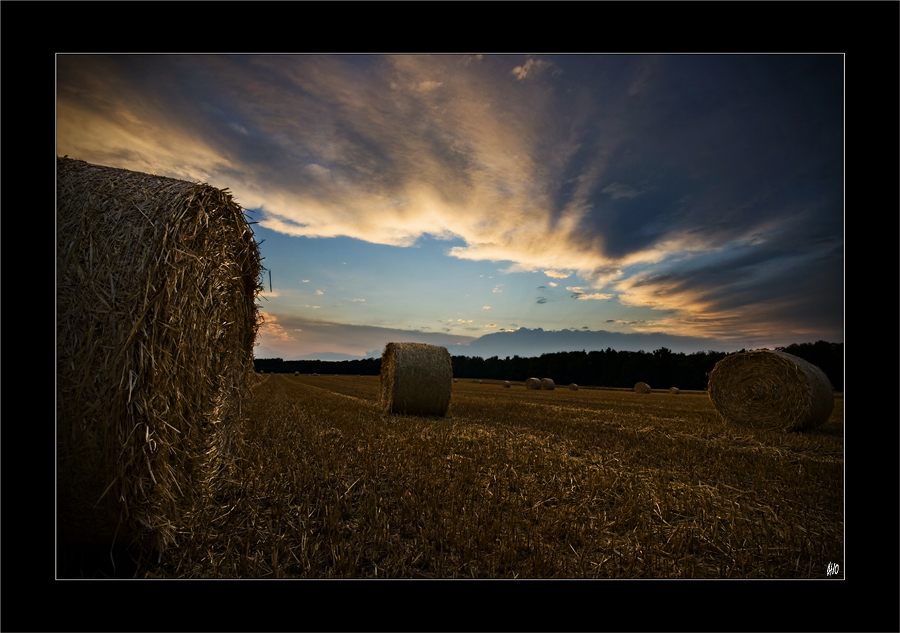 Evening Harvest