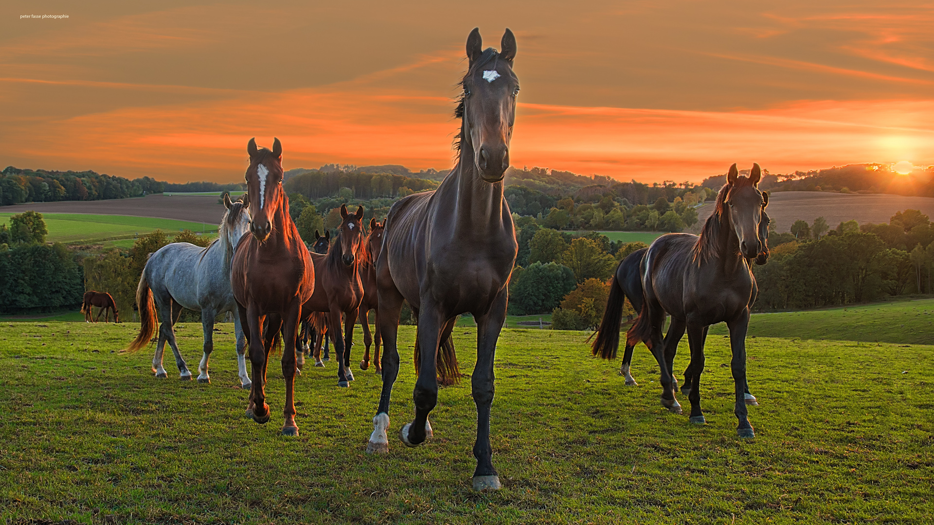 evening horses