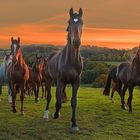 evening horses