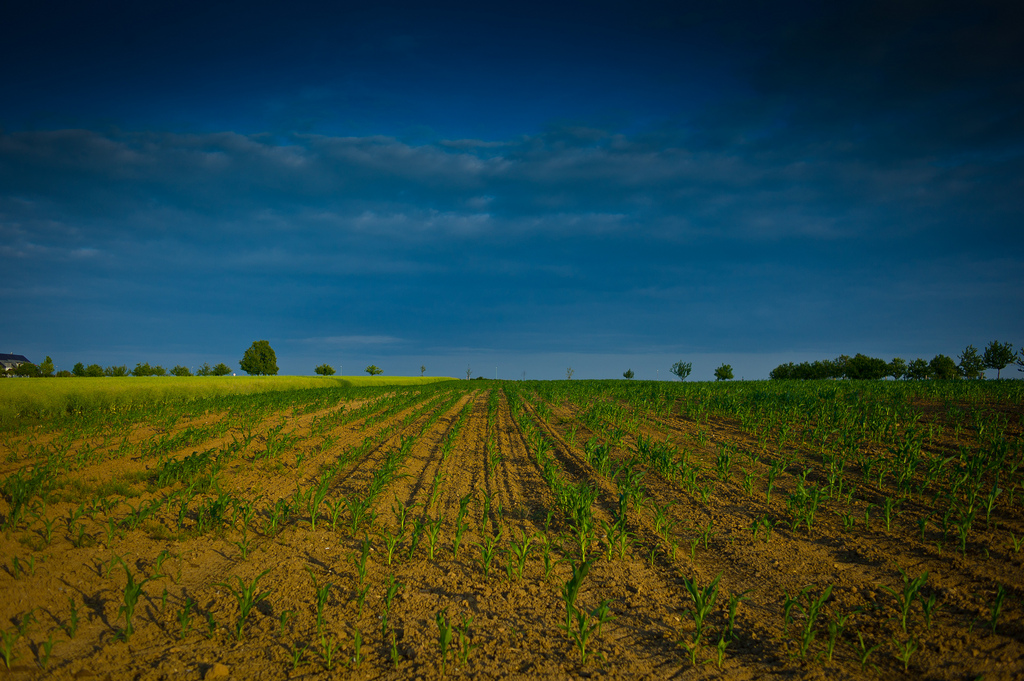 Evening in Summer