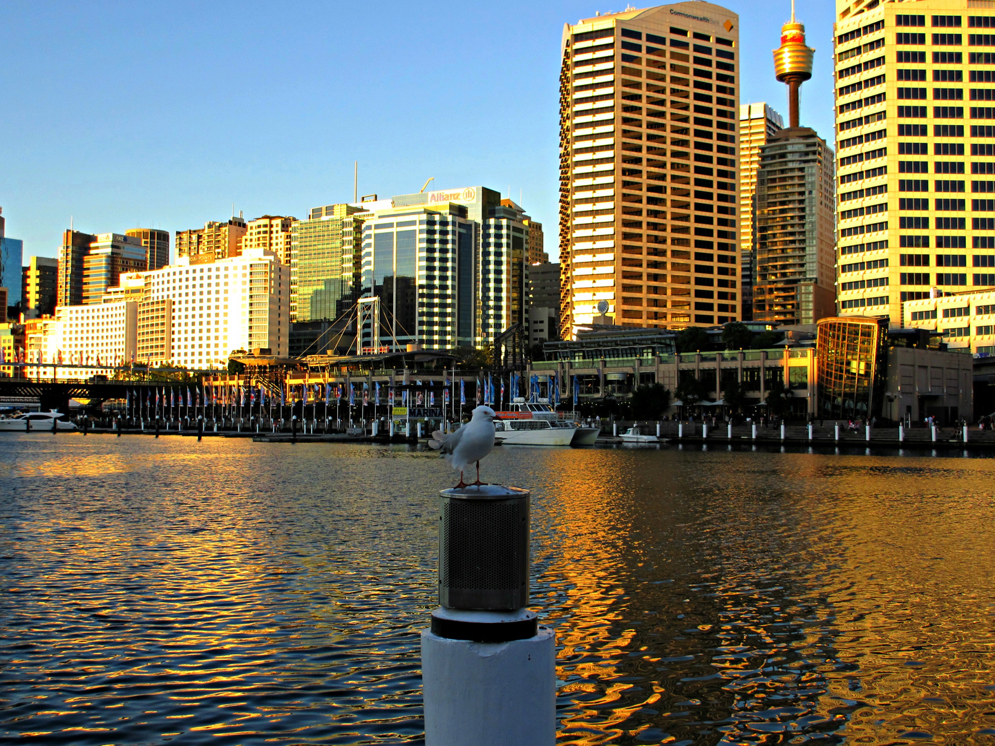 evening in Sydney