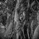 Evening in the Botanical Garden, big ficus