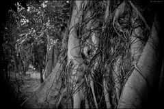 Evening in the Botanical Garden, big ficus