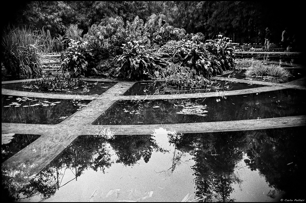 Evening in the Botanical Garden_Aquarium