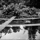 Evening in the Botanical Garden_Aquarium