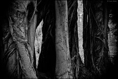 Evening in the Botanical Garden_Big Ficus