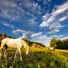 Evening landscape