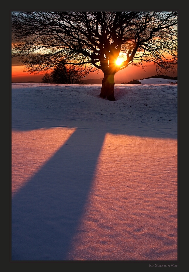 evening light