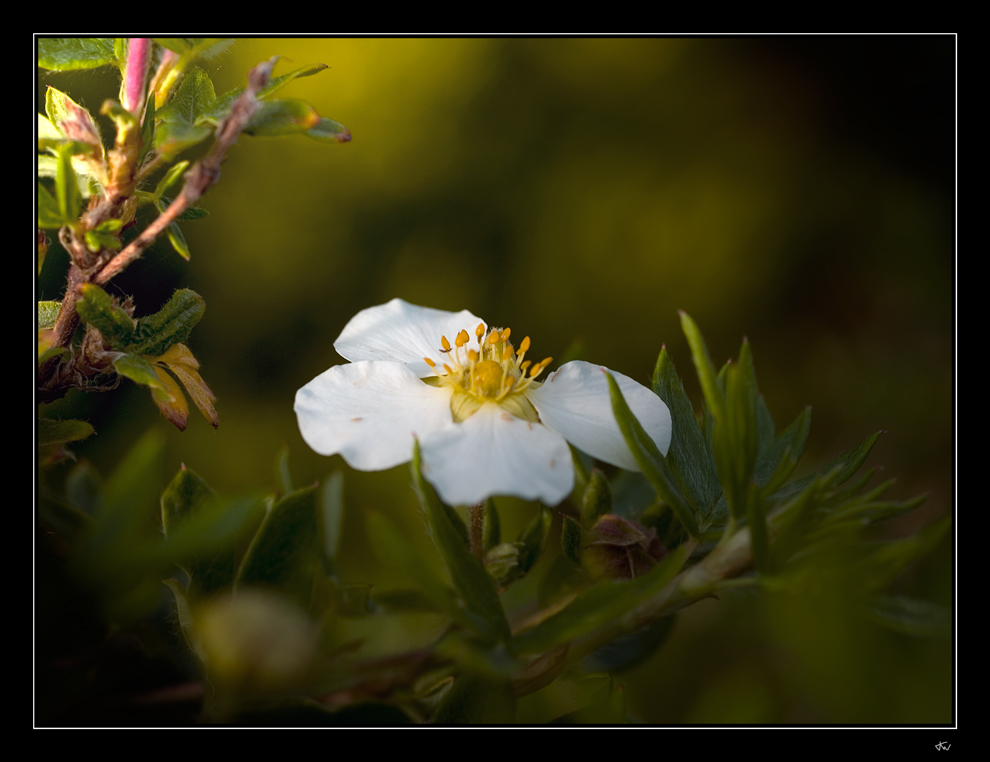 Evening light