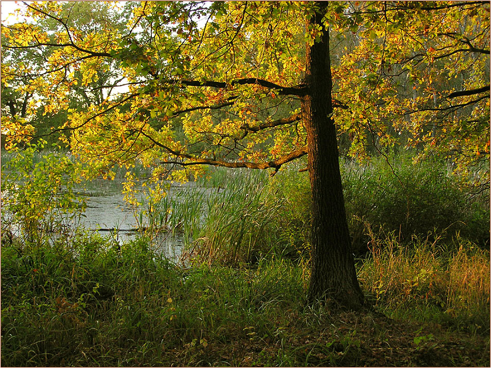 Evening Light at Lake Kühnau