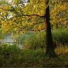 Evening Light at Lake Kühnau