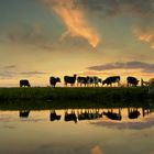 Evening light cows