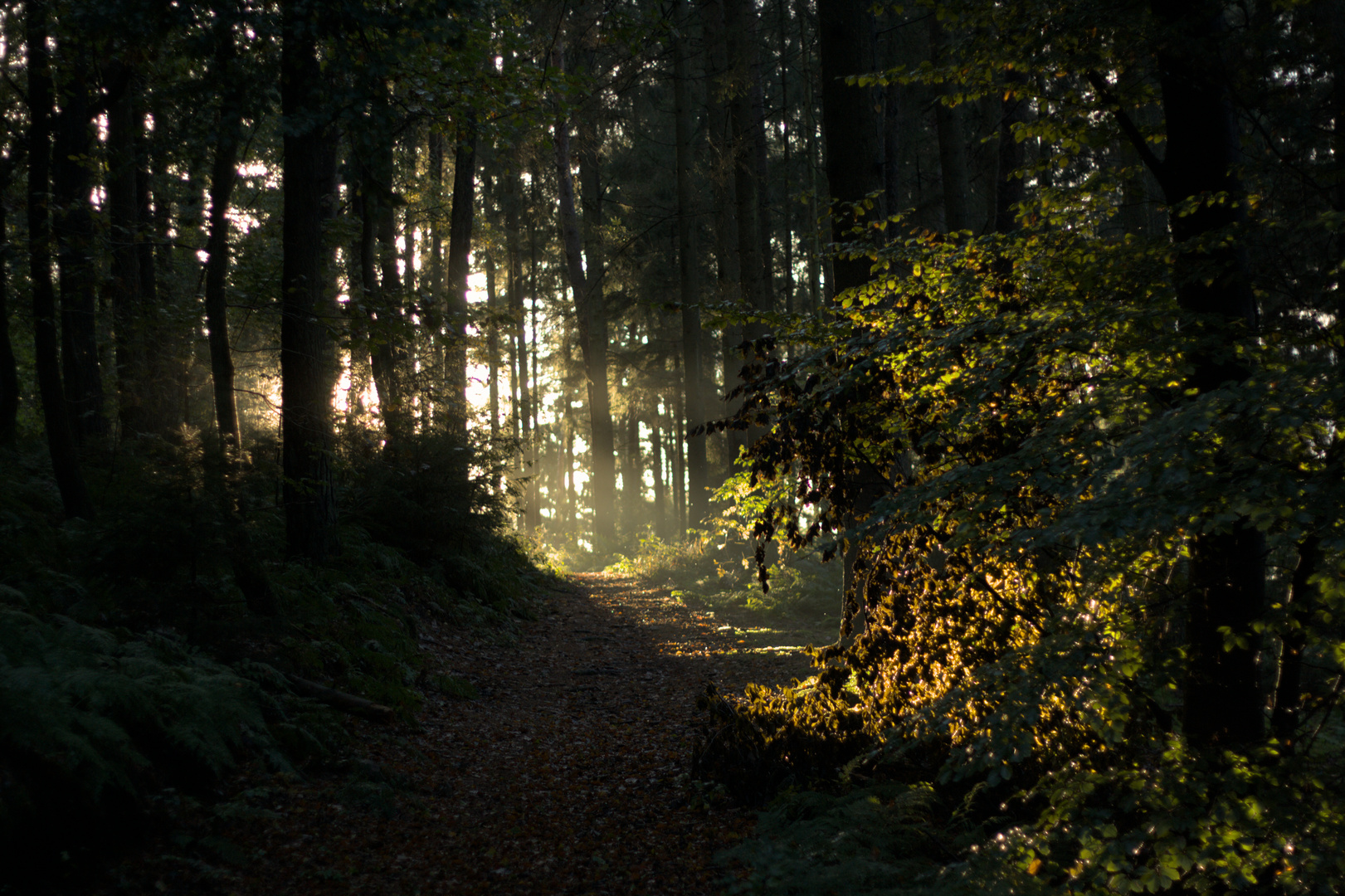 Evening light