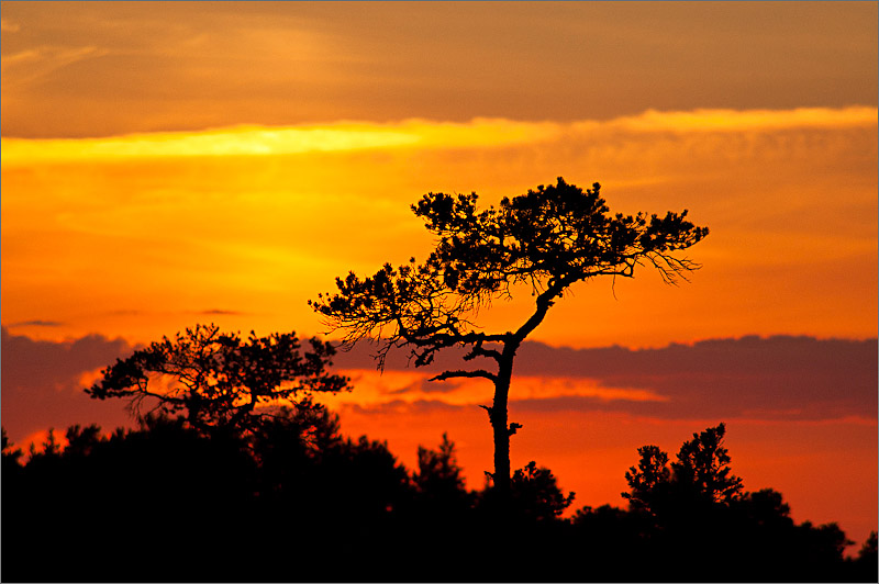 Evening light