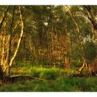 evening light in the birch forest