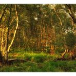 evening light in the birch forest