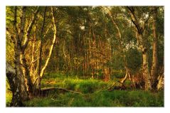 evening light in the birch forest