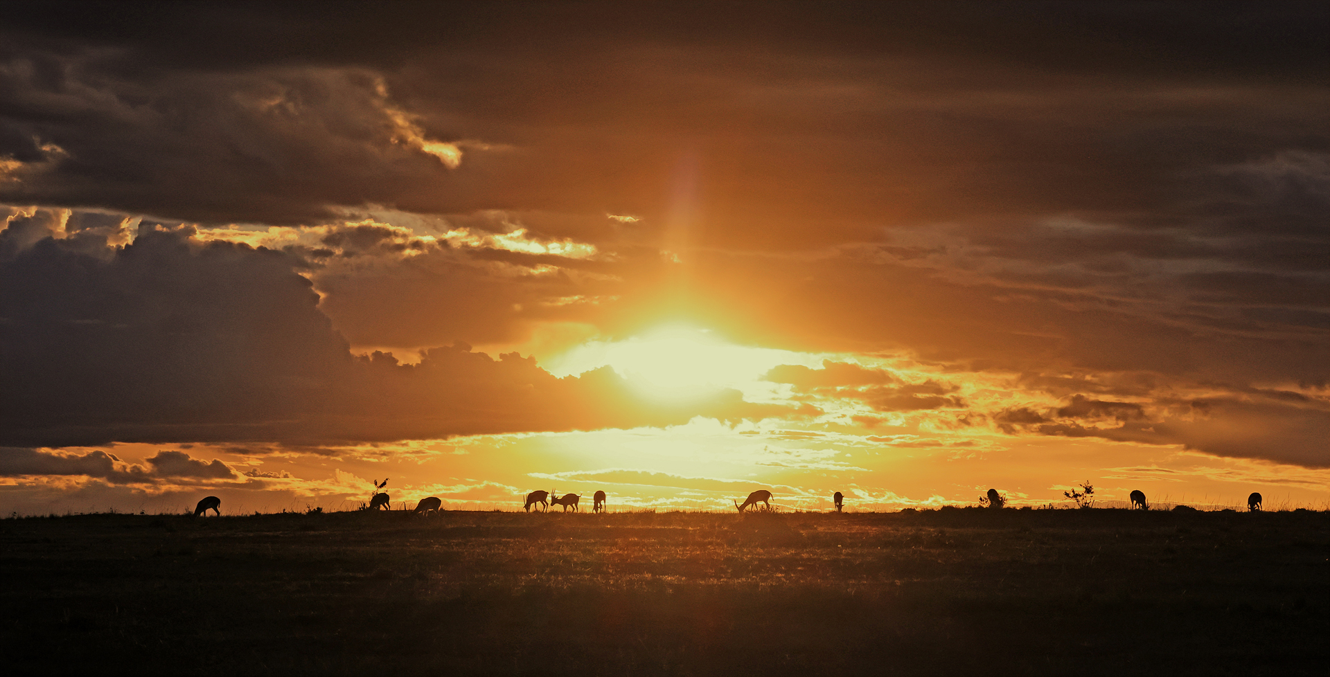 Evening light in the Mara