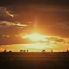 Evening light in the Mara