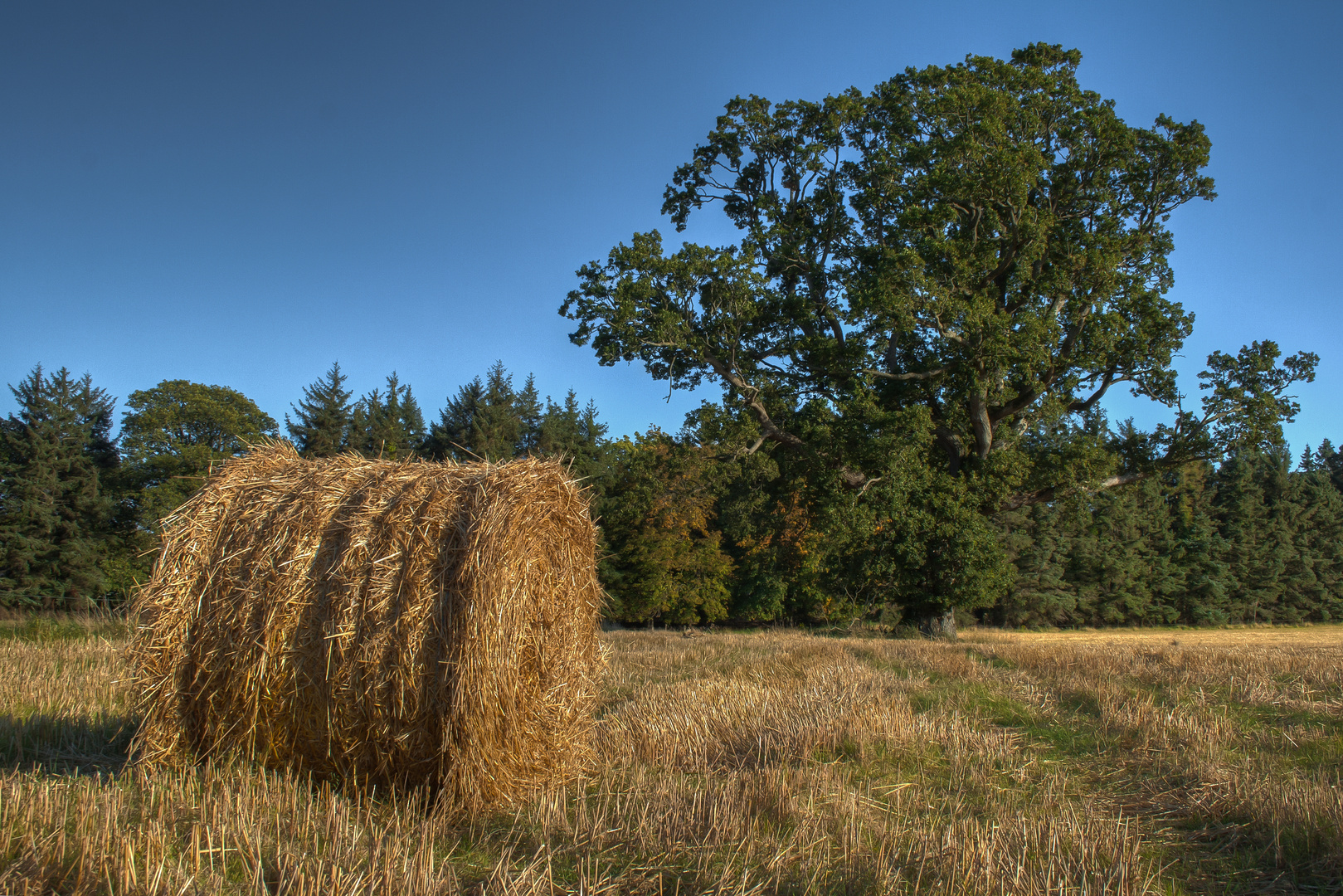 Evening Meadow