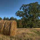 Evening Meadow