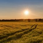 evening on the fields