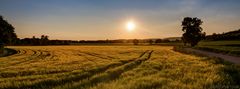 evening on the fields