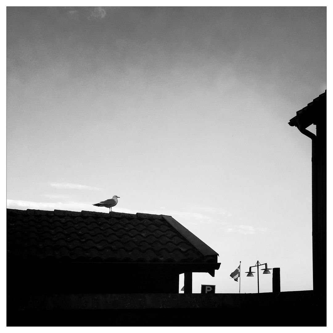 evening over rooftops